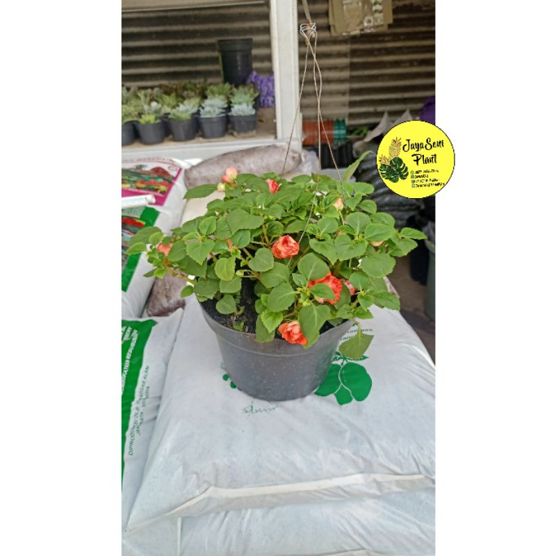 TANAMAN HIAS BUNGA PACAR AIR GANTUNG/TANAMAN GANTUNG