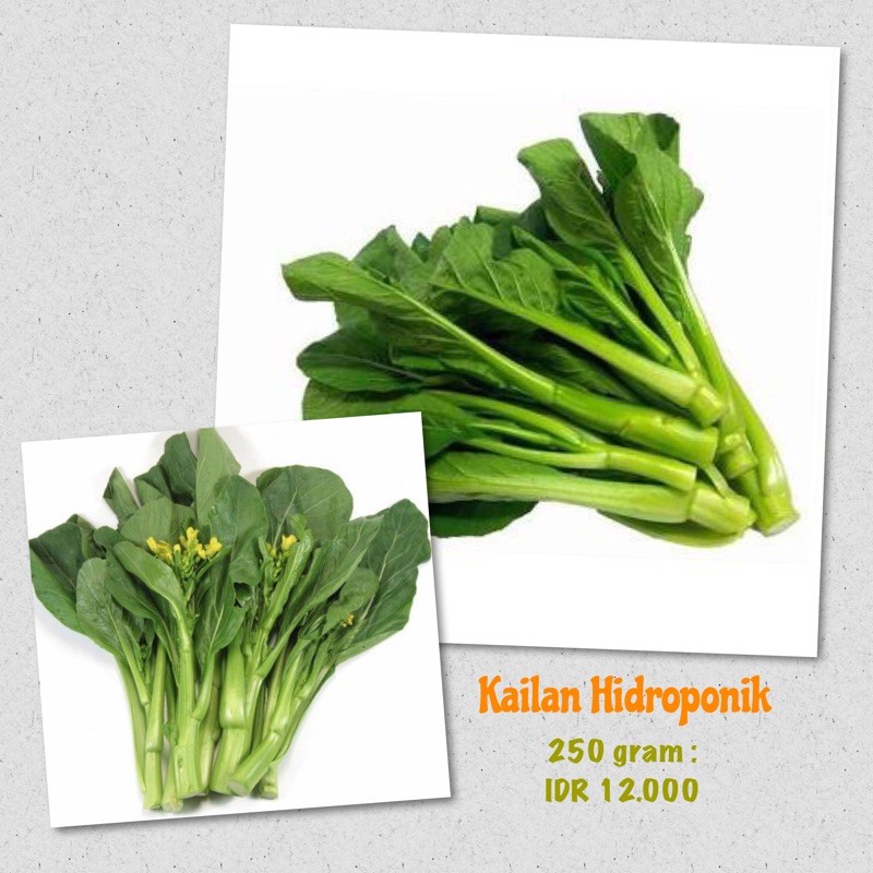 

Kailan Hidroponik