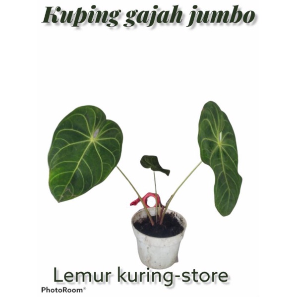 Kuping Gajah Jumbo / magnifikum / batang kotak / Anthurium