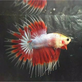 ikan cupang serit maskot kombinasi betta fish crowntails