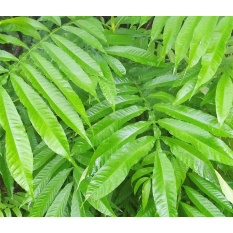 

Daun Sungkai