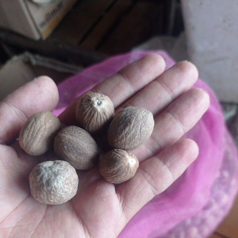

Biji pala nutmeg 250gr