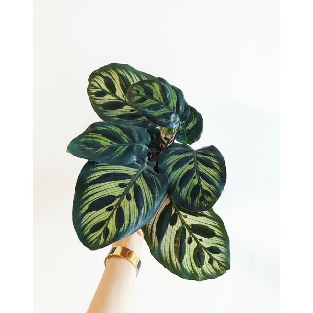 Calathea makoyana / tanaman hias calathea makoyana / tanaman calathea