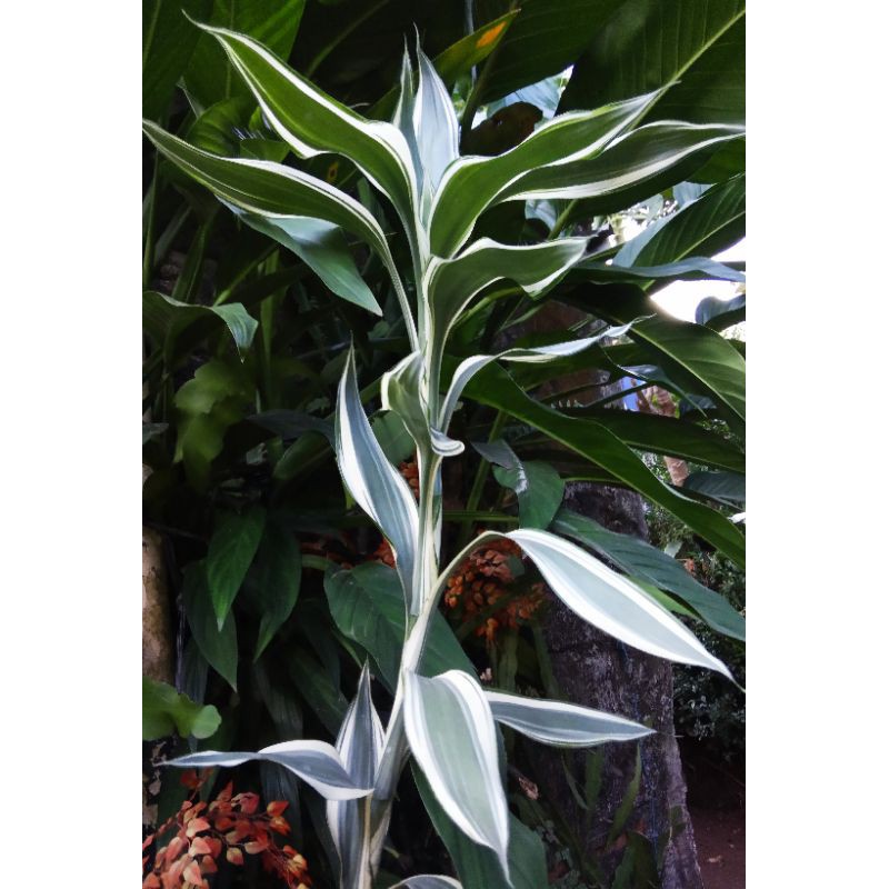 Tanaman bambu Hoki/Sri rejeki varigata