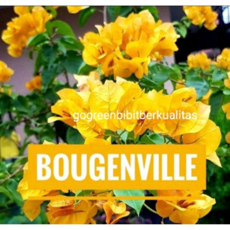 Bibit bugenvil kuning