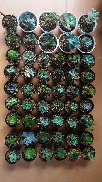 Paket Sekulen 50 Pcs