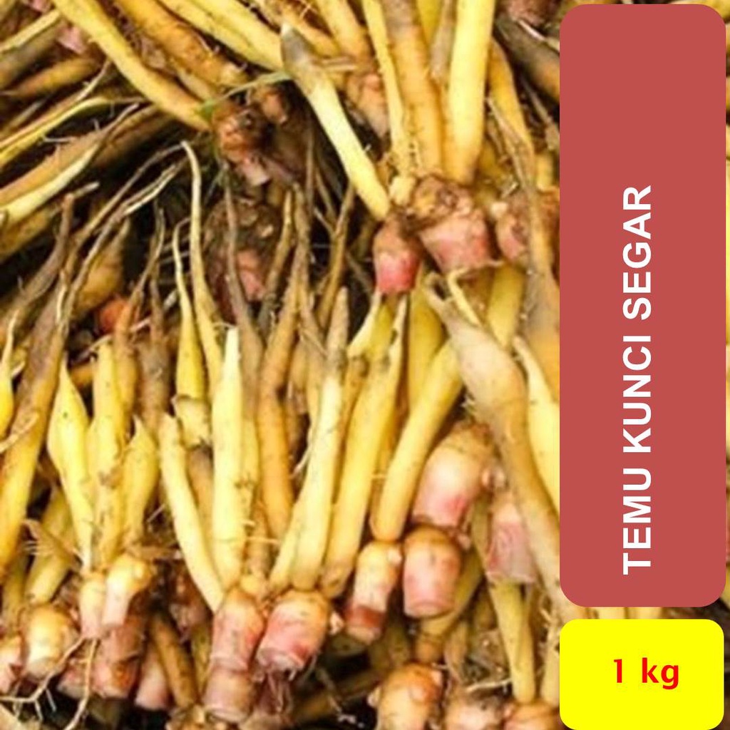 

Temu Kunci Segar 1000 gram