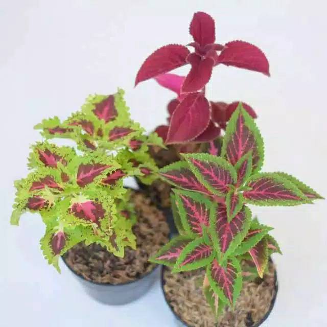 Jual tanaman hias miana - paket tanaman miana - miana