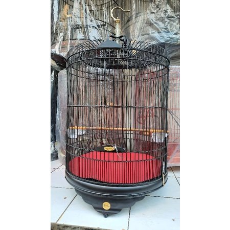 sangkar murai bnr japanese doff