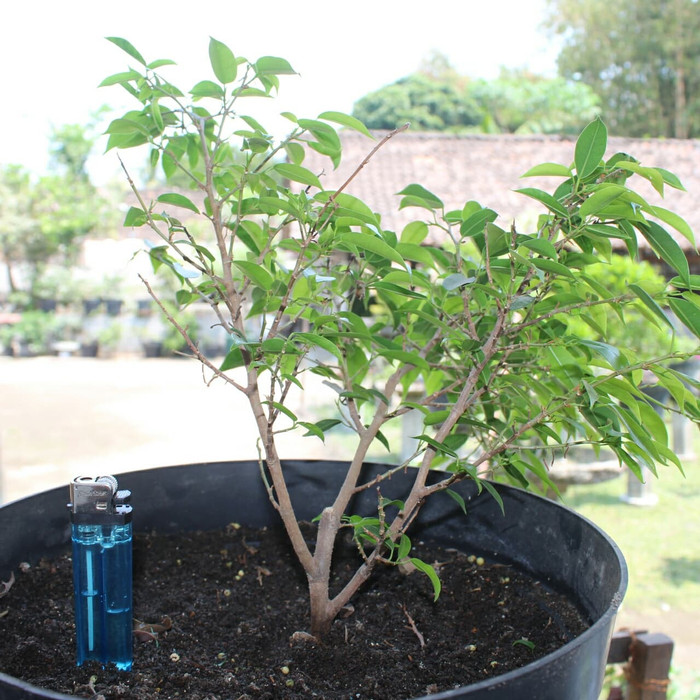 Bahan Bonsai Beringin Arjuna