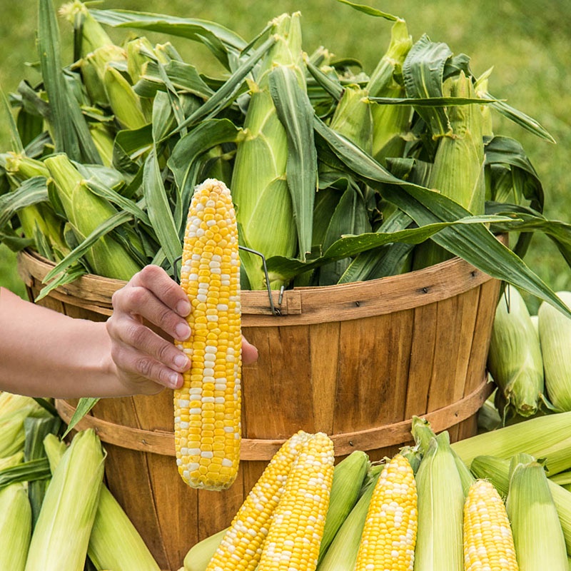 Benih Bibit Biji - Jagung Manis Sweet Jean Bicolor Belang Kuning Putih Hibrida Seeds - Panen Dalam 70 Hari