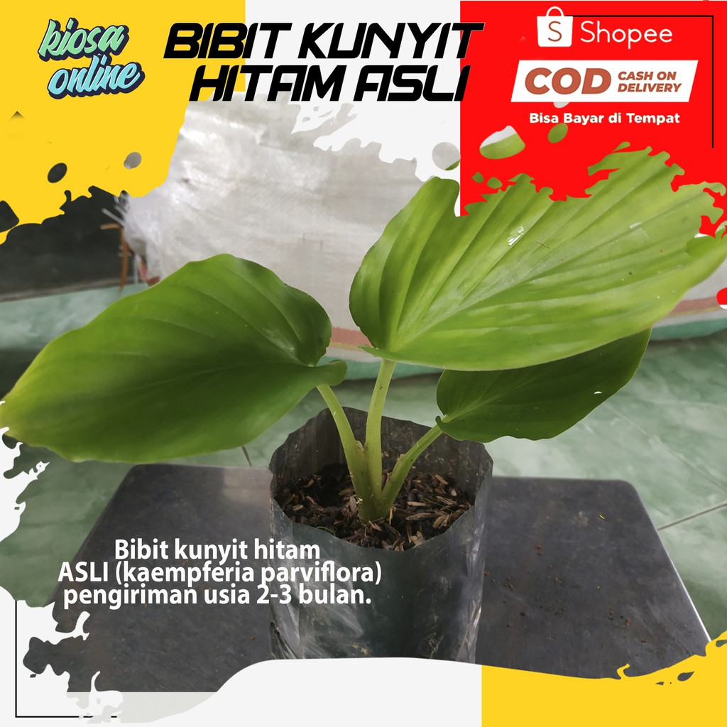 KUNYIT HITAM ASLI