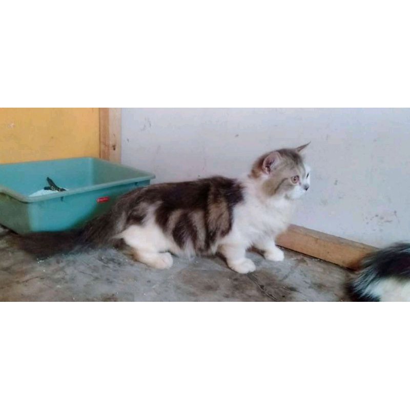kucing persia kaki pendek cebol #kucing #kucingpersia  Shopee 