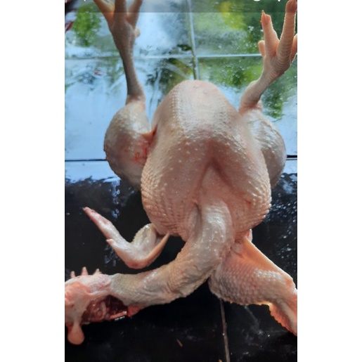 

ayam tua besar 1ekor