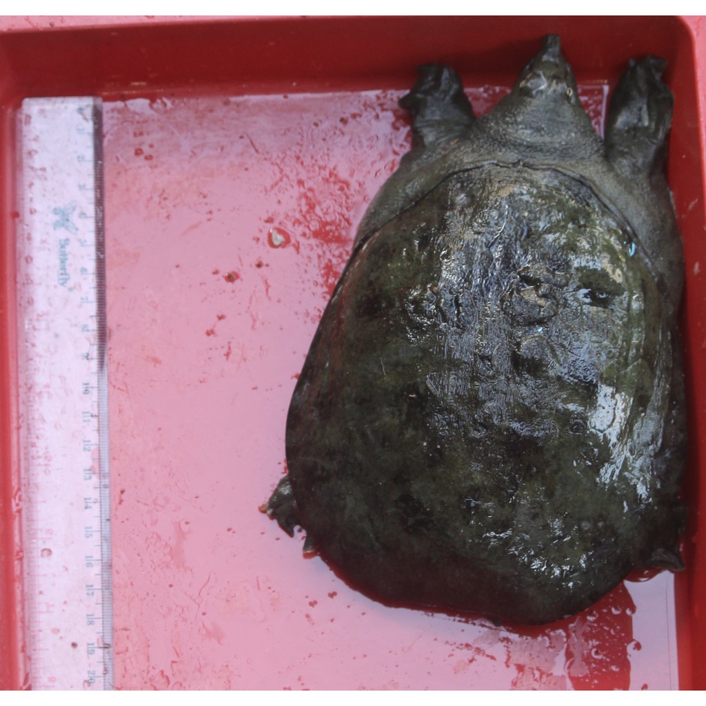 Bulus atau labi labi indukan siap telur