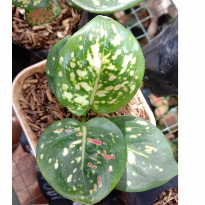 aglonema tricolor anakan