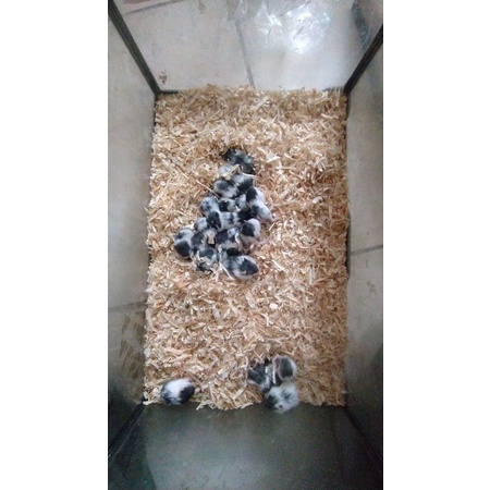 Hamster campble panda