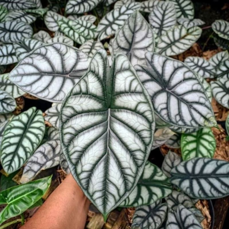 Tanaman hias alocasia dragon silver - alocasia silver