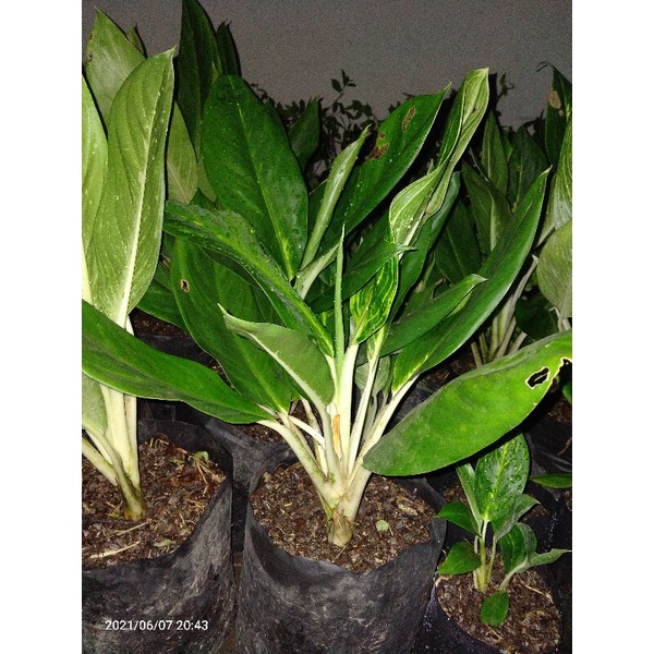 tanaman hias Aglonema/ DIVEN GOLD