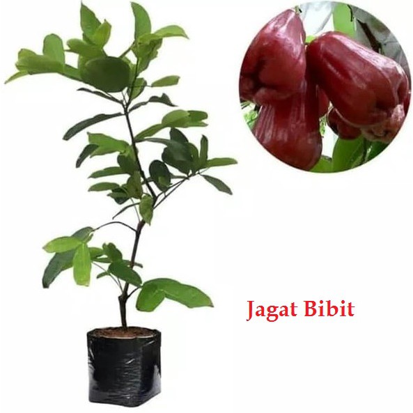Bibit Jambu Air King Rose Super Jumbo