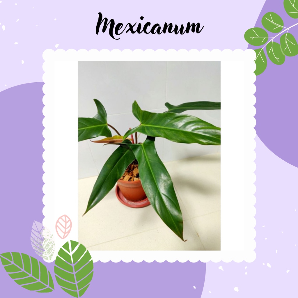 Philodendron Maxicanum Tanaman Hias Philodendron Mexicanum Philo Mexicanum