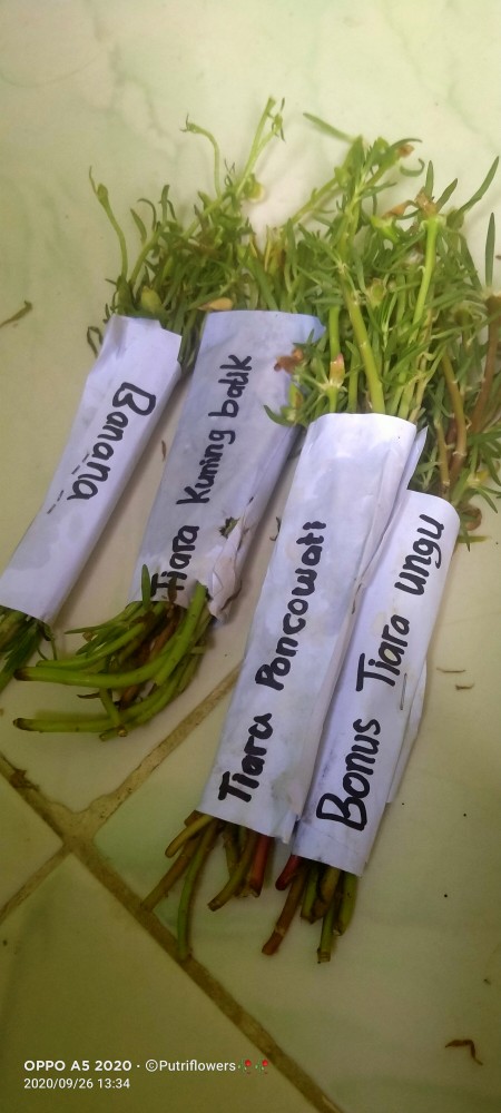 Moserose Impor Banana