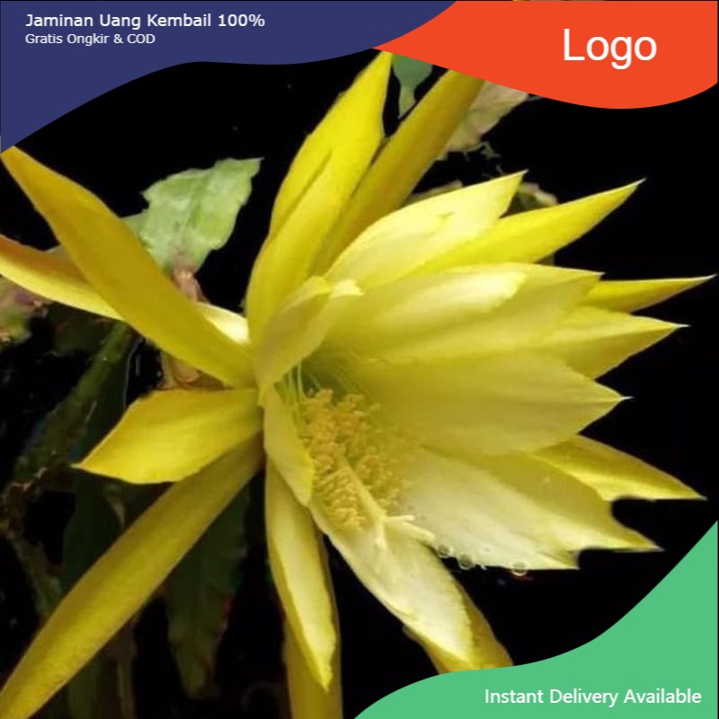 TANAMAN HIAS WIJAYA KUSUMA BUNGA KUNING BISA COD