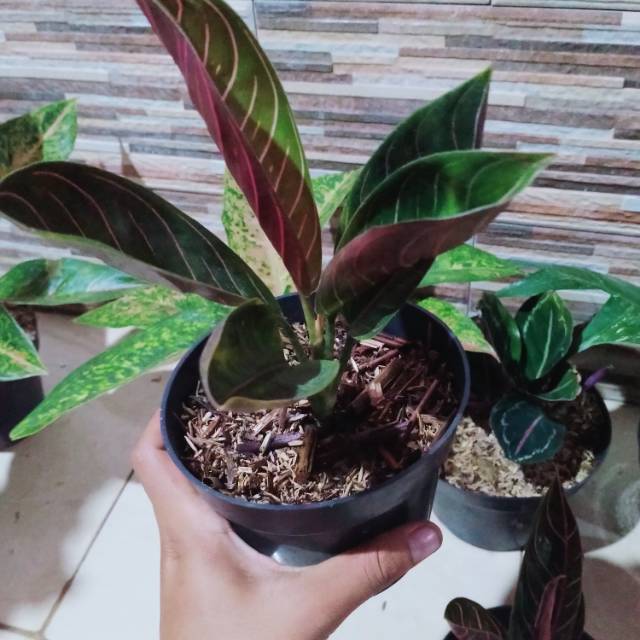 Aglo red Sumatra