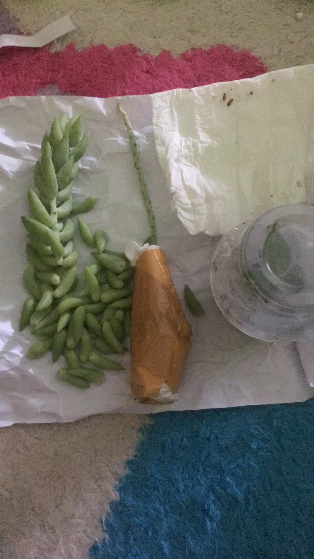 Tanaman Donkey Tail/air Mata Ibu.