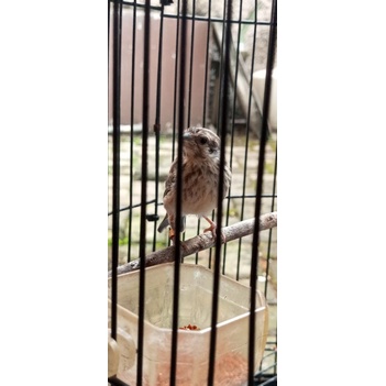 Blackthroat Jantan anakan