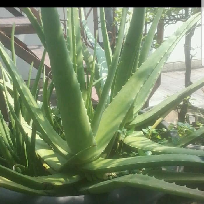 Bibit Pohon Lidah Buaya Aloe Vera JUMBO