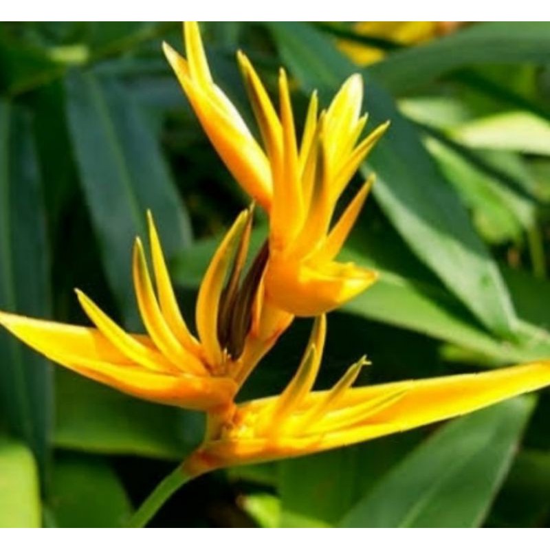 Tanaman hias pisang Pisangan bunga kuning