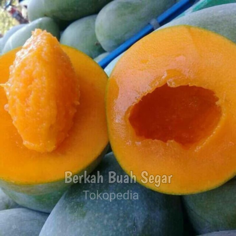 

MANGGA ALPUKAT per 1Kg