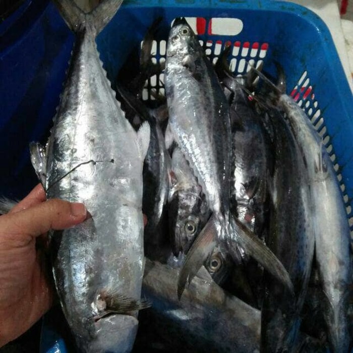 DAGING GILING IKAN TENGGIRI SUPER