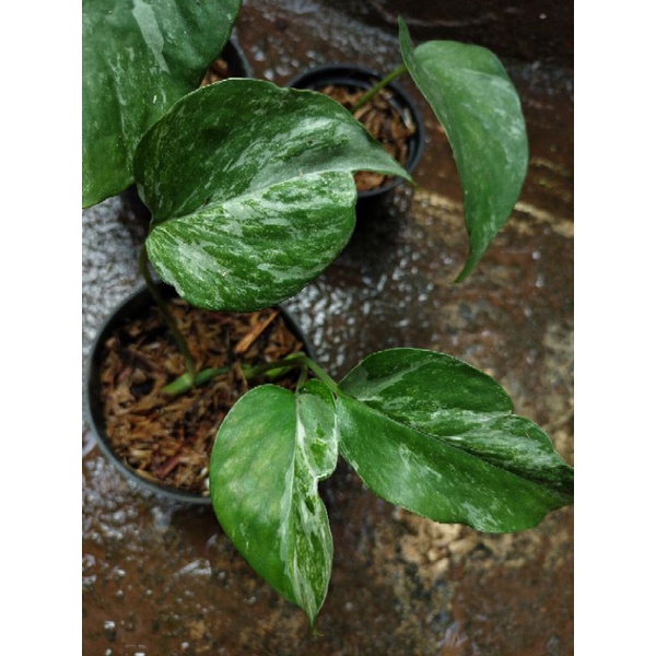 epipremnum sp Bali varigata (real pict) #epipsp #spsalaka #speciesendemikindonesia