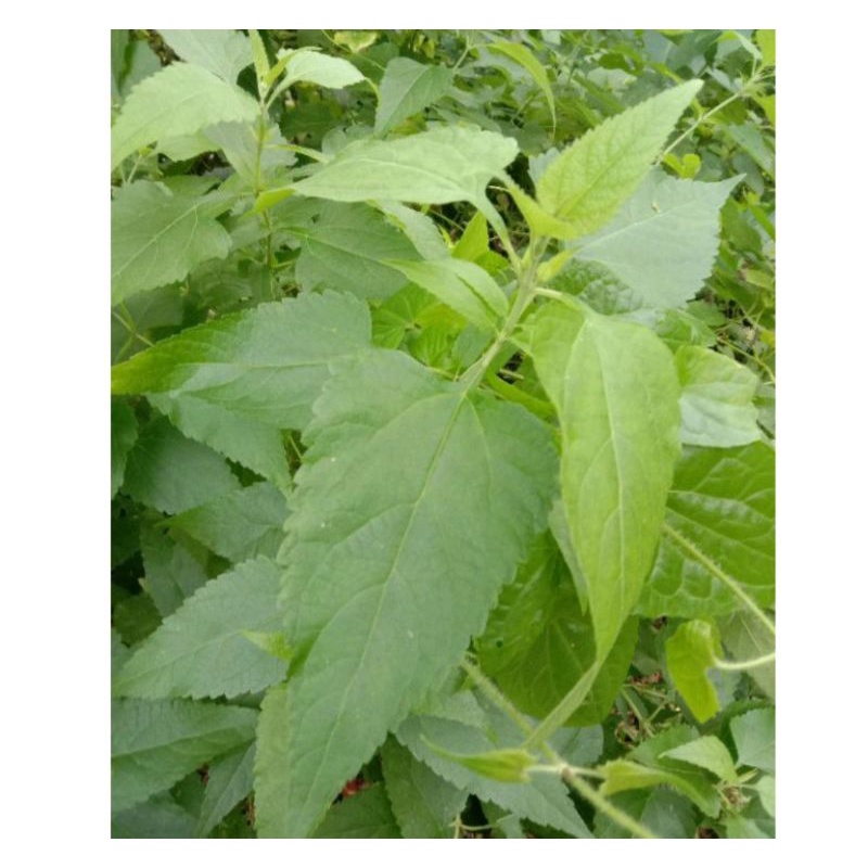 

TERMURAH TERBAIK DAUN KIRINYUH 500gram lebih