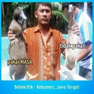 DISKON Paket Budidaya Bebek Pedaging Dengan Nasa Organik