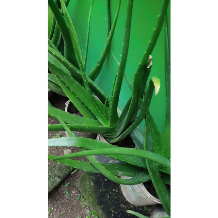 lidah buaya / gel lidah buaya / aloevera