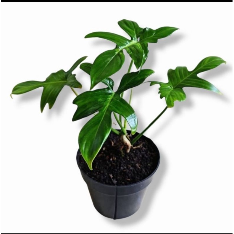 Philo merpati - philodendron pedatum - tanaman philodendron - tanaman hias hidup - Florida