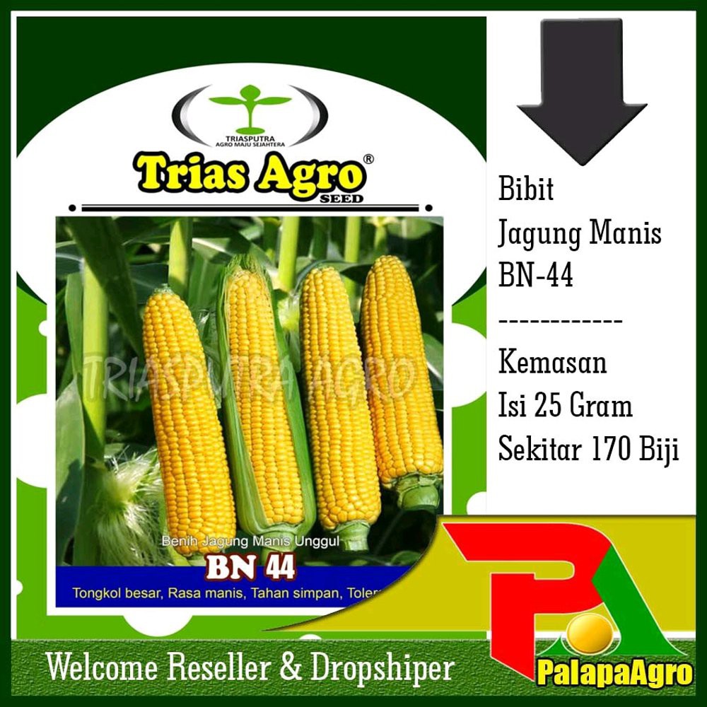 BENIH BIBIT JAGUNG MANIS BN-44 Murah