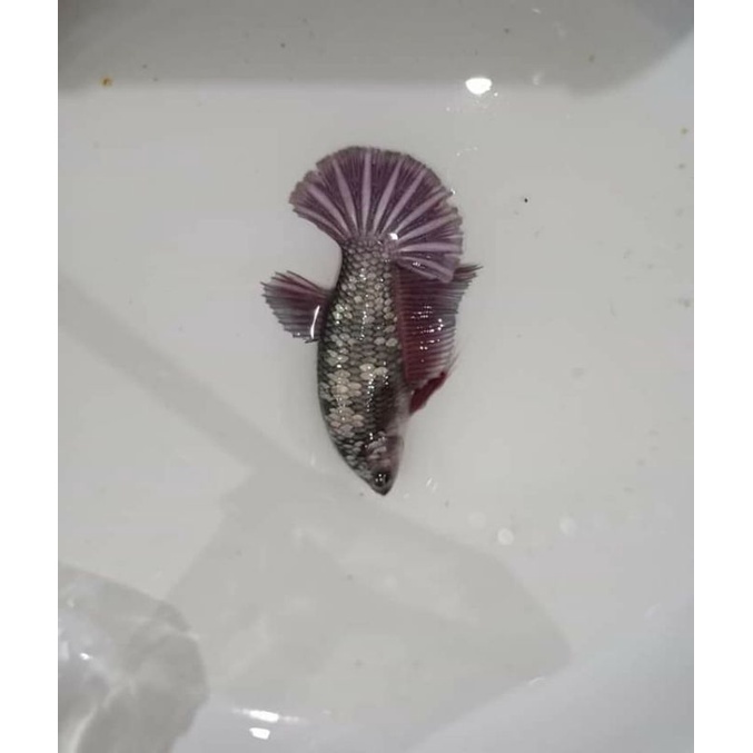 IKAN CUPANG FEMALE/BETINA HMPK VIRGIN/FULL TELUR