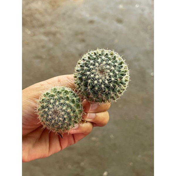 Kaktus Mammillaria Woodsii