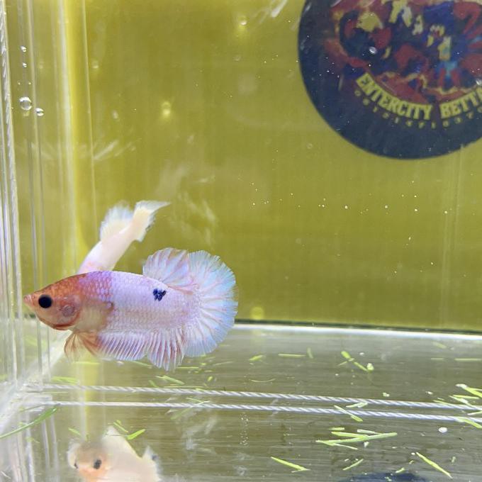 Ready Ikan Cupang White Scale Jantan Ws- Ikan Hias Aquascape Akuarium