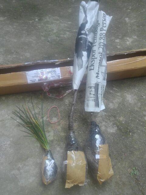 Bibit Buah Pear Pir Hijau Asia