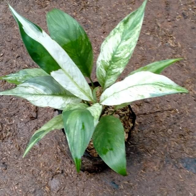 Tanaman Hias Spatufilum Variegata - Tanaman Hias Sepatu Filum