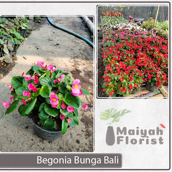 Begonia Bunga Bali - Sudah Berbunga - Tanaman Hias