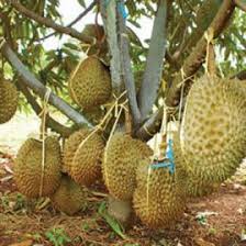 bibit durian musang king jumbo unggul