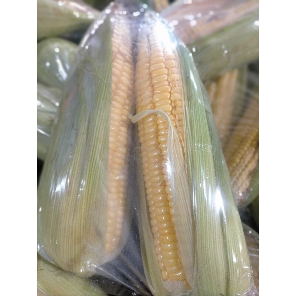 

jagung manis fresh Surabaya