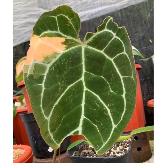 anthurium crystallinum variegata cristalinum varigata kuping gajah var