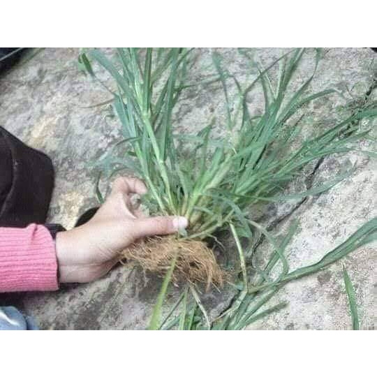 

promoRumput Belulang segar - Jampang fresh